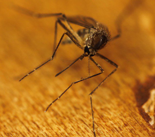 10 Scary Facts About the Zika Virus