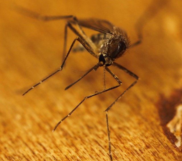 10 Scary Facts About the Zika Virus