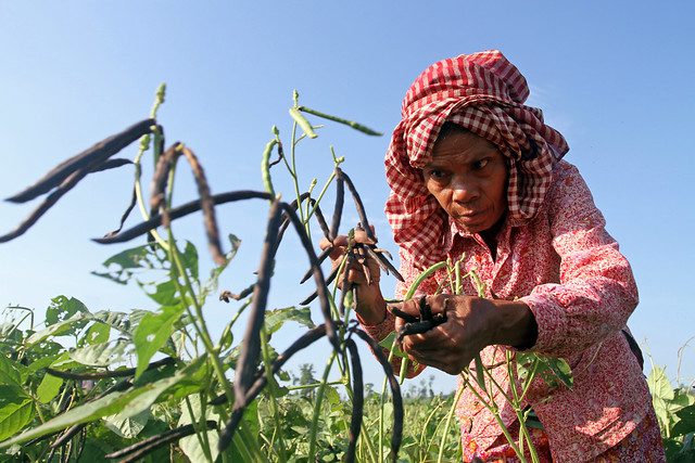U.S. Food Policy