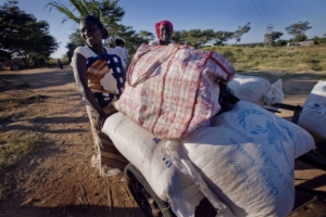 Humanitarian Crisis in Zimbabwe