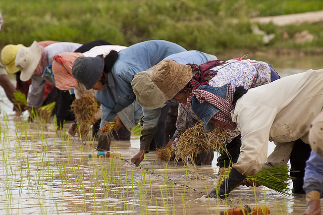 sustainable agriculture in Cambodia