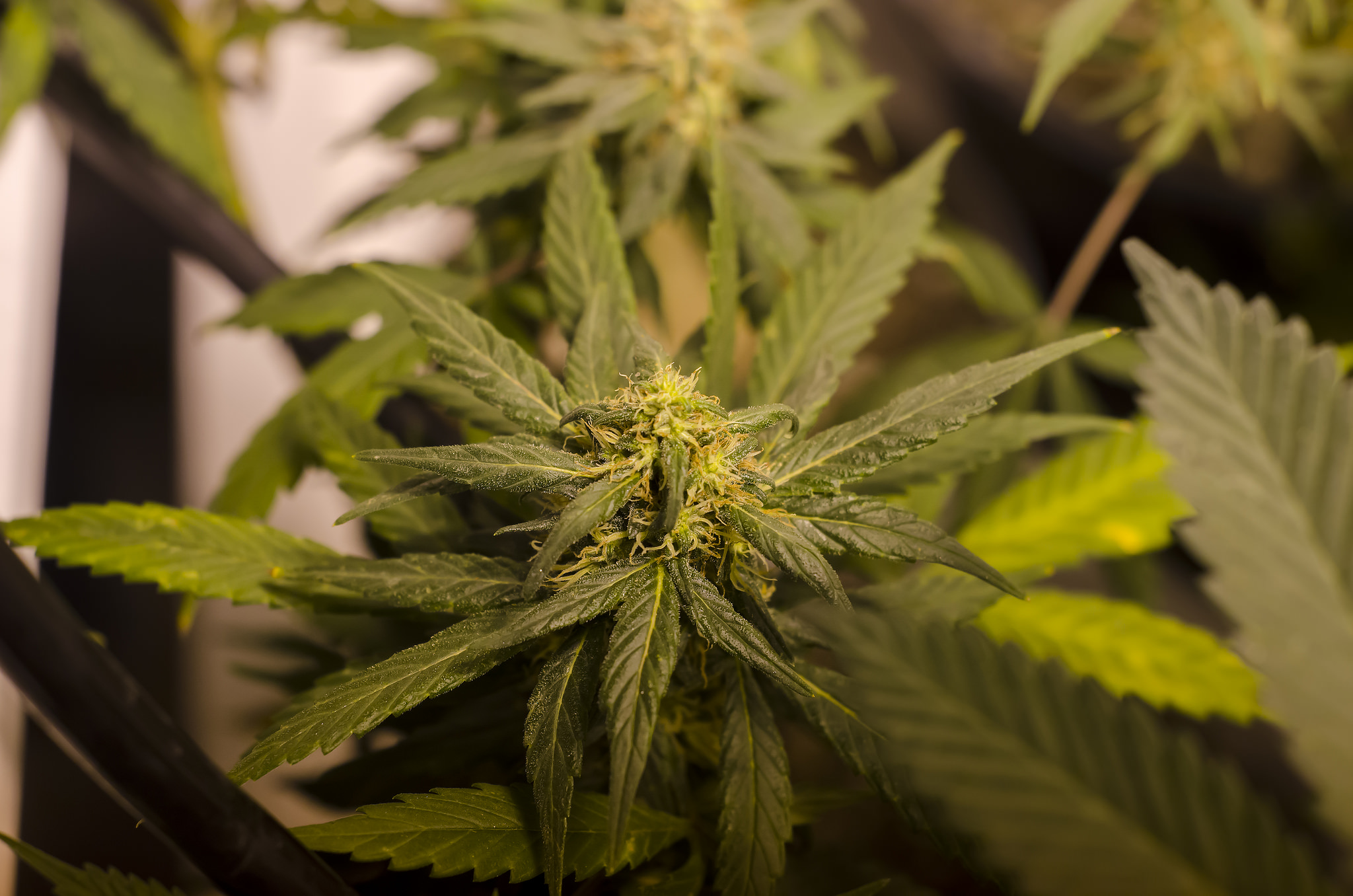 Growing Cannabis Industry 