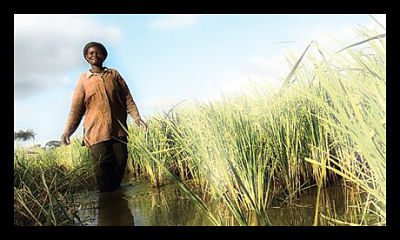 ghana_farmers
