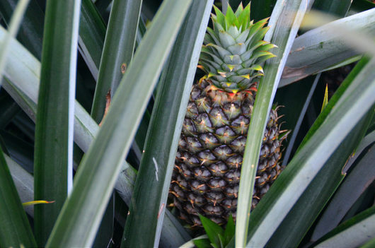 Costa Rica Pineapple Industry