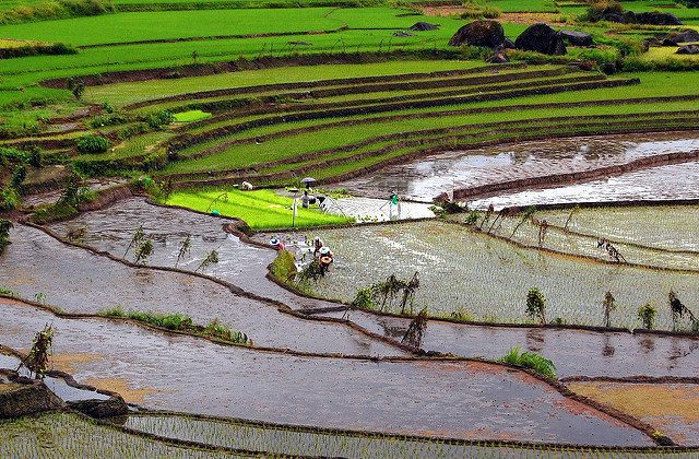 Sustainable Agriculture in the Philippines
