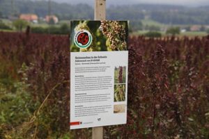 UN Declares 2013 "International Year of Quinoa"