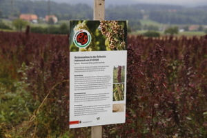 UN Declares 2013 "International Year of Quinoa"