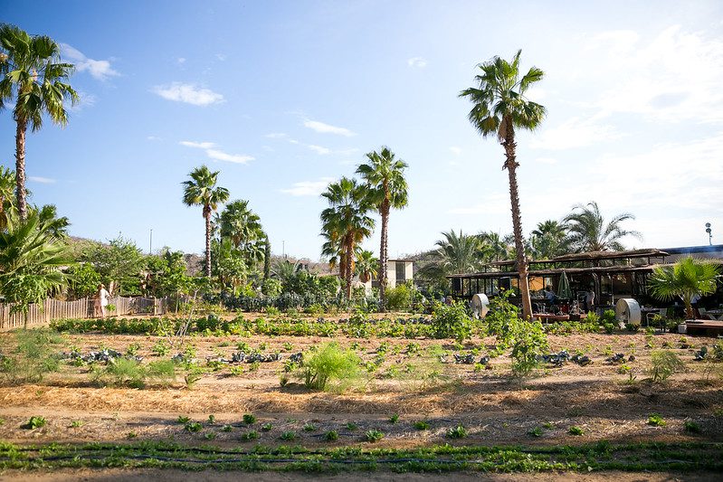 How Vertical Farming in Mexico Can Address Food Insecurity