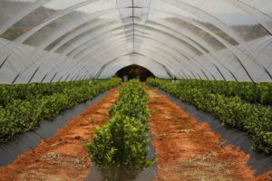 Unfold is Combating Hunger With 5 Vertical Farming Techniques