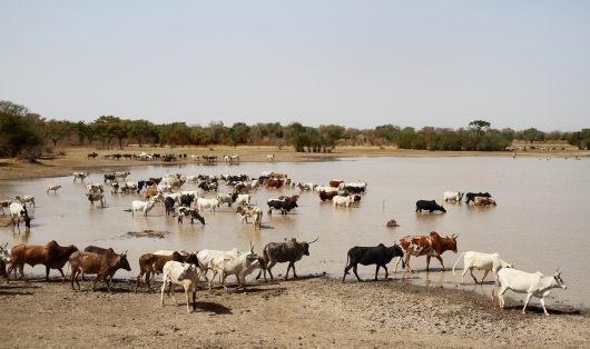 Top Diseases in Burkina Faso