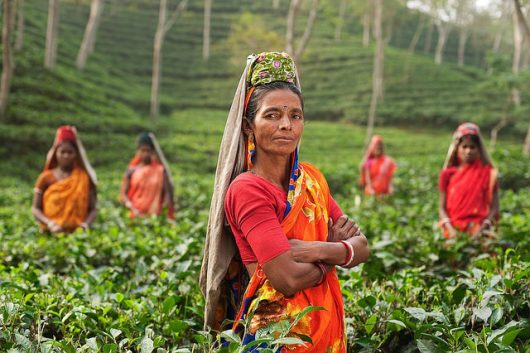 Agriculture in India