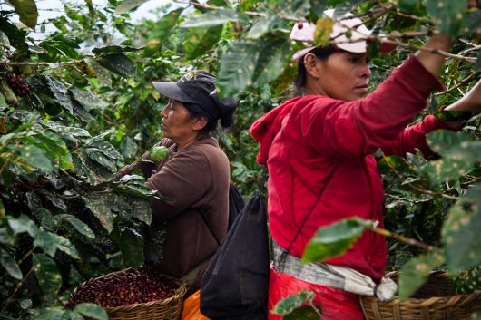 Coffee Grounds into Fuel for Refugees