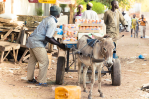 Strawberries Are a Sweet Innovation in Poverty Eradication in Senegal