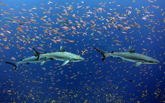 Sharks Can Reduce Poverty