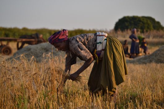 Plans to Improve Sustainable Agriculture in Turkmenistan