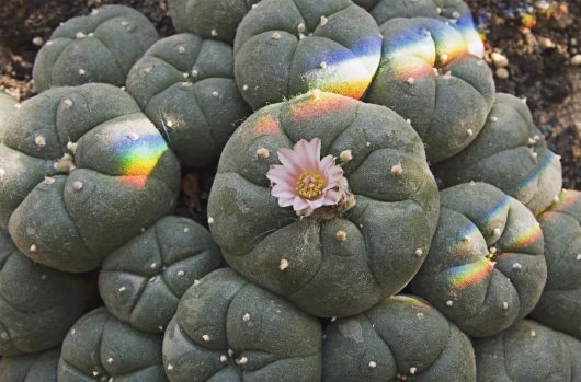 Peyote