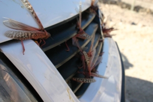 Locust Swarms in Ethiopia