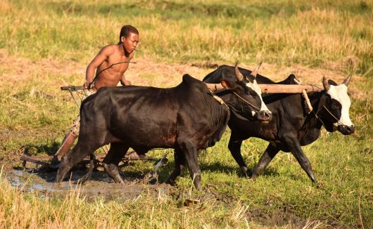 Mobile Market Technology Empowers Farmers in Sub-Saharan Africa