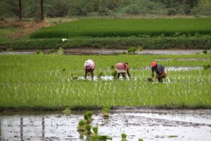 India’s ban on dangerous pesticides