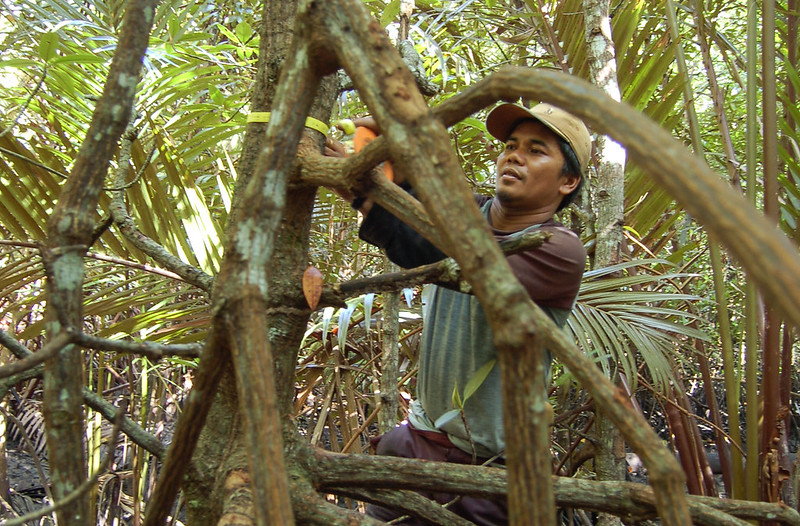 Mangrove Conservation in Indonesia