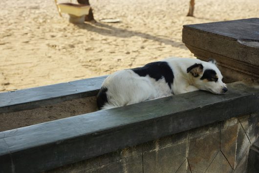Poverty Stray dogs