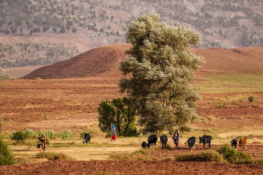 Sustainable Agriculture in Guinea-Bissau
