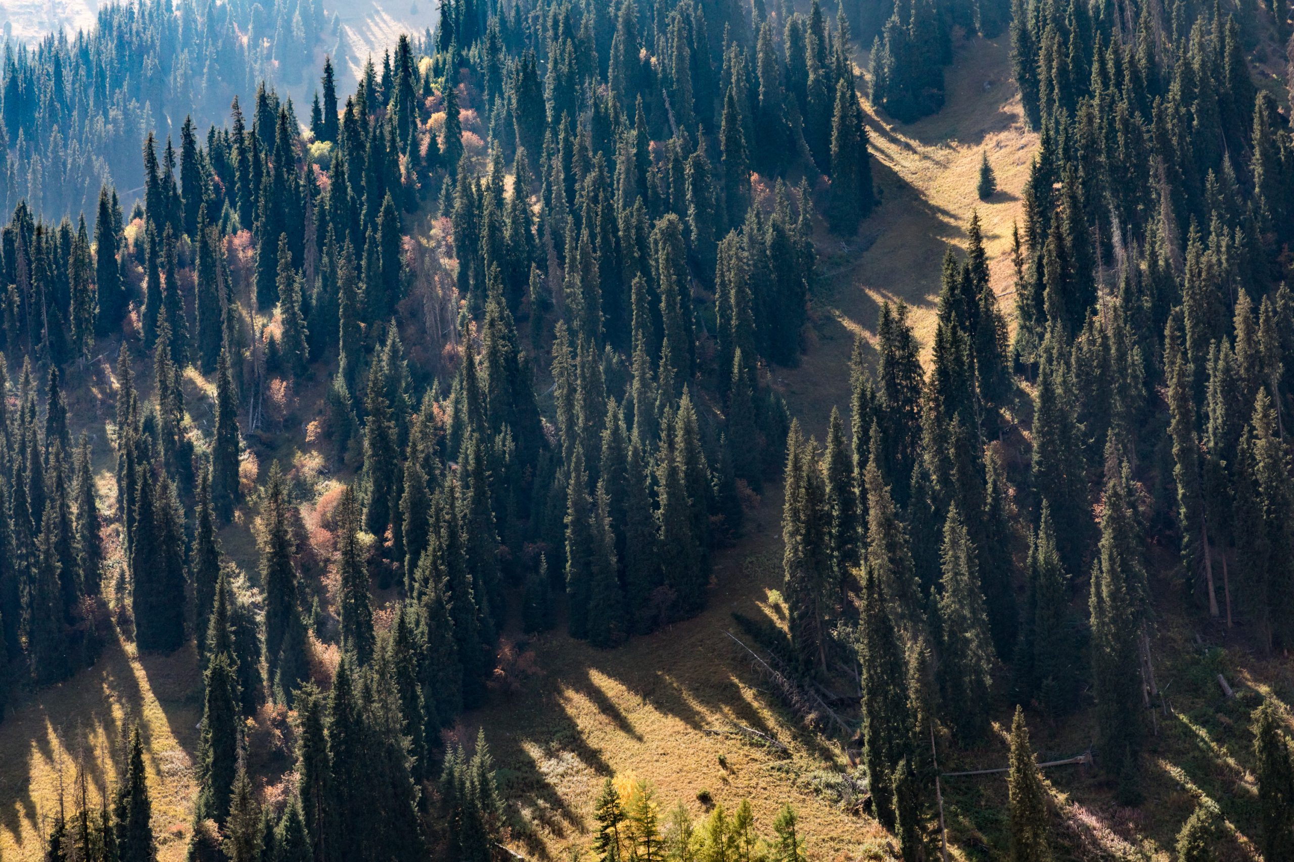 Poverty Reduction and Forest Protection