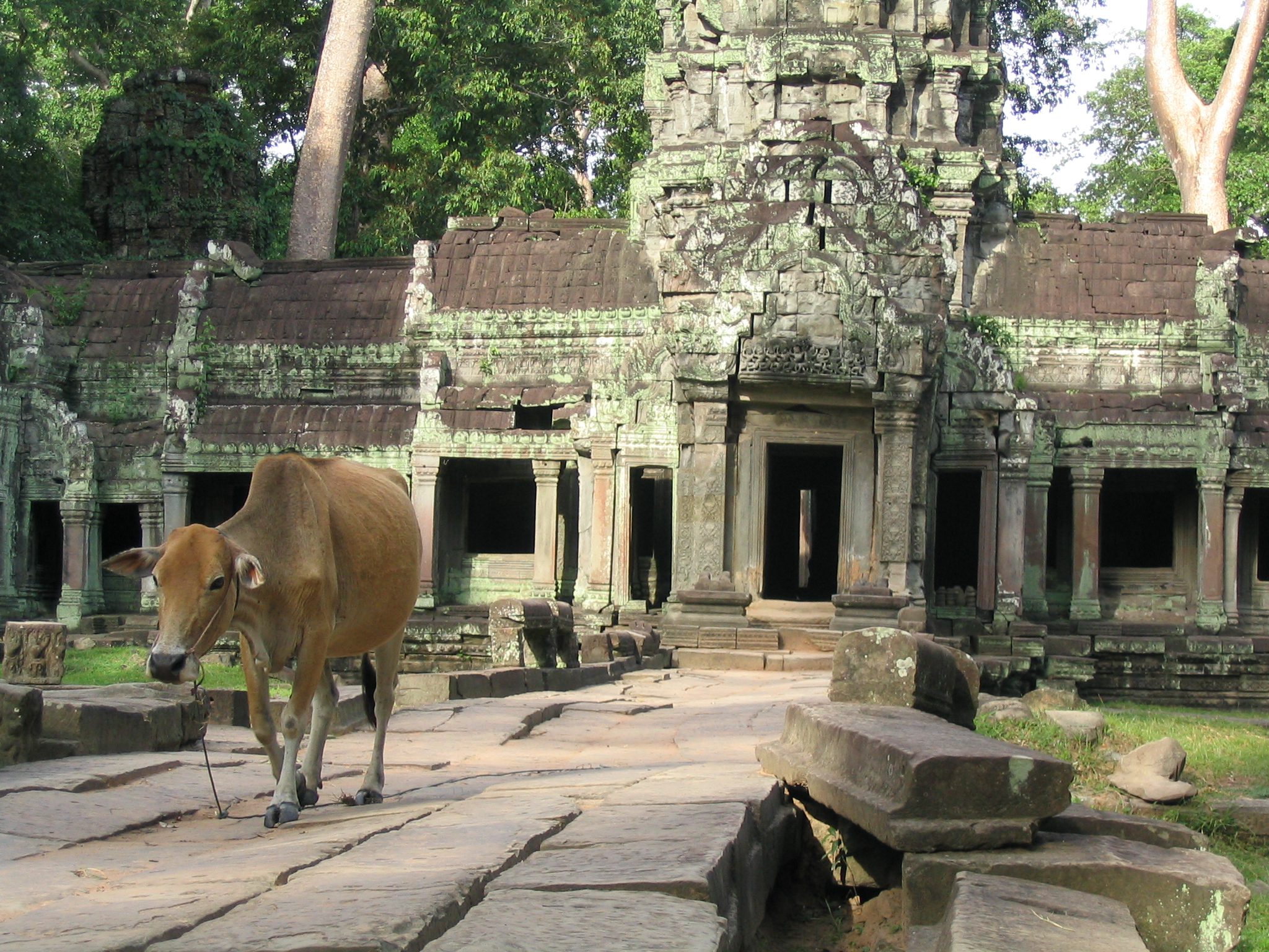 Cows for Cambodia