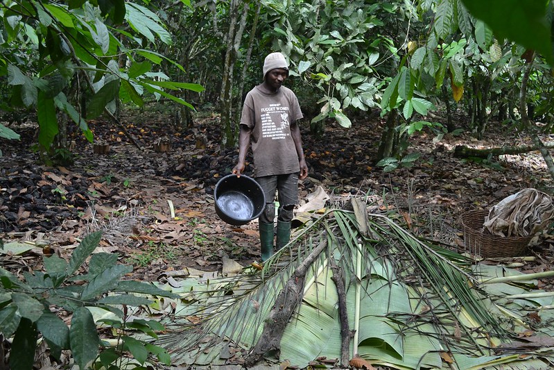 Cocoa Disease in Ghana 