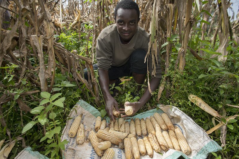 vertical farming in nairobi