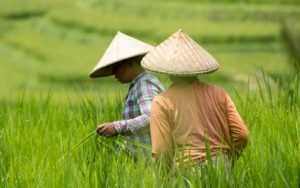 The Link Between Agriculture and Poverty Reduction
