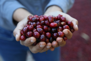 Coffee Farmers in Ethiopia