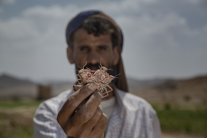 Yemen Desert Locust Response Project