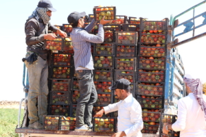 Young Jordanians Who Confront Food Insecurity via Innovation