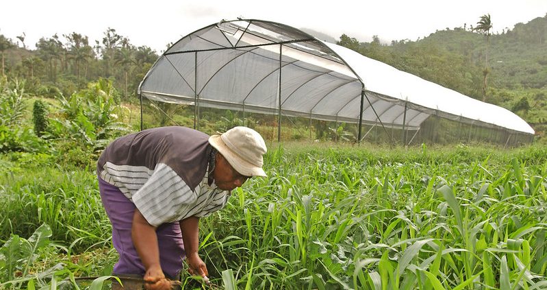 Hydroponic Farming in Grenada