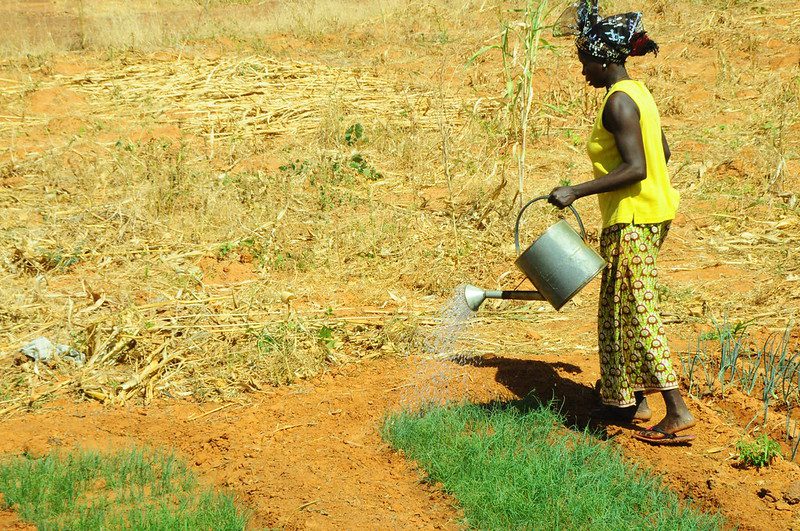 Farming in the Sahel