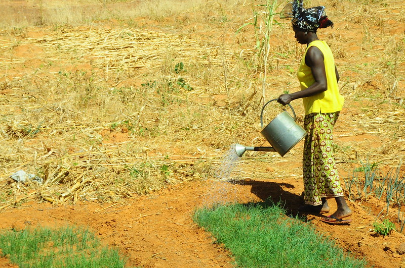 Farming in the Sahel
