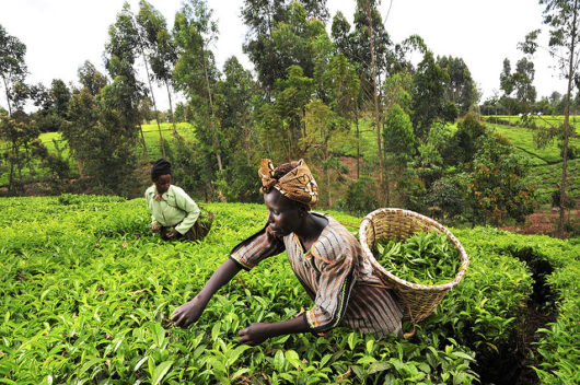 How Farm Africa is Helping in the Fight Against Poverty