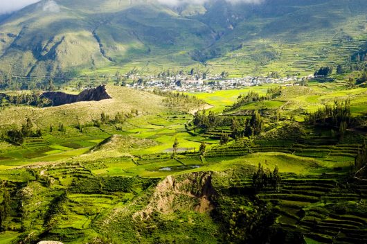 Legalizing Coca Leaf Production