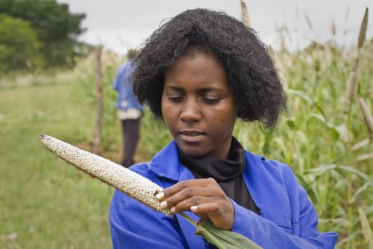 Zimbabwe's Tobacco Secret: Confronting Child Labor in Zimbabwe