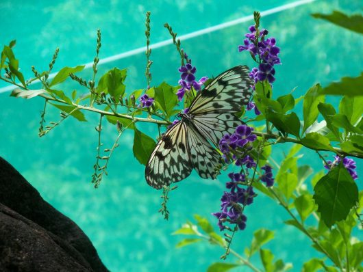 Gardening in the Philippines