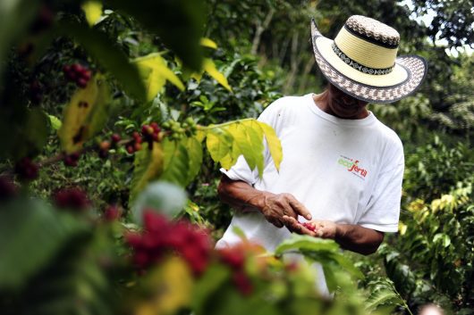 Cofee_farmers_sustainability