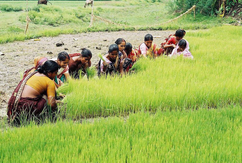 Sustainable Agriculture Foundation