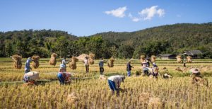 A Mobile App Lifting Rural Farmers Out Of Poverty