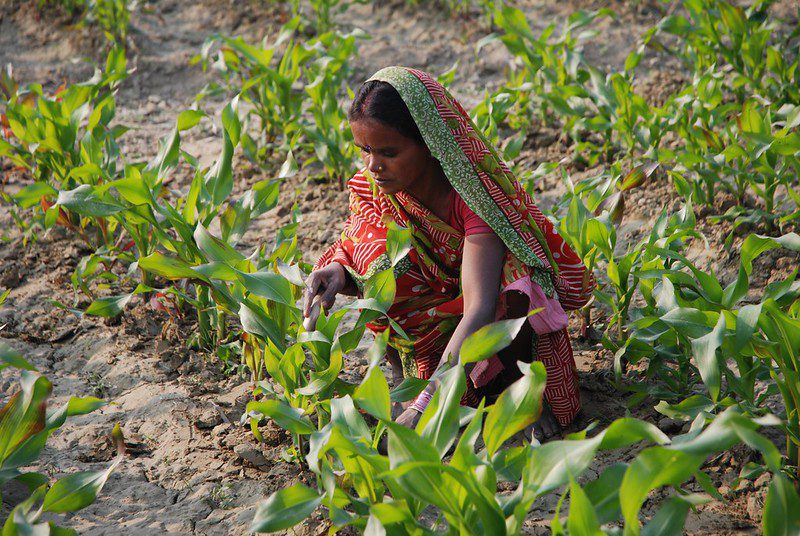 Agriculture in India