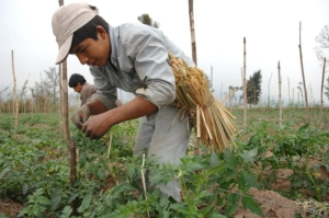 Agricultural Innovations