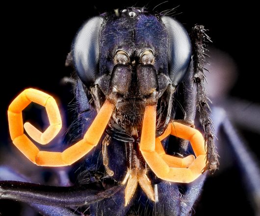 Prevent the Zika Virus