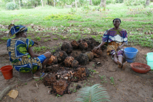 Trees That Feed Foundation: