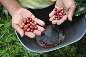 AI in Agriculture in Latin America