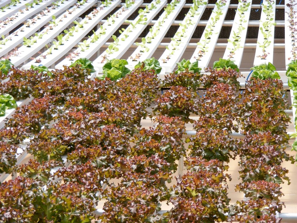 Aeroponics Agriculture
